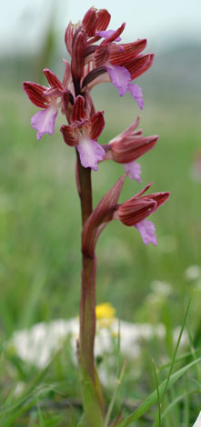 Orchis papilionacea whole