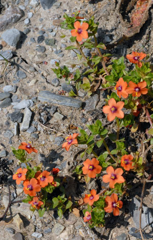 Anagallis arvensis