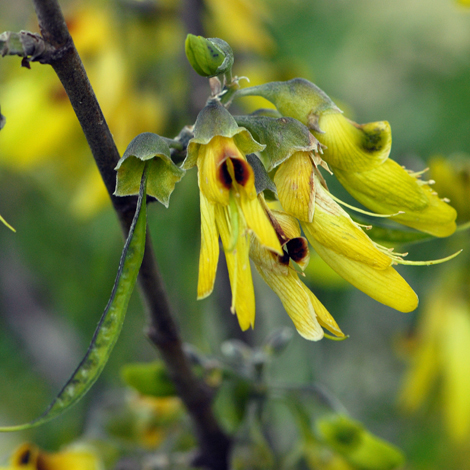 Anagyris foetida close