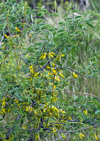 Anagyris foetida whole