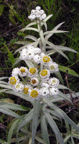 Anaphalis mararitacea close