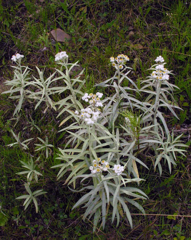 Anaphalis mararitacea whole