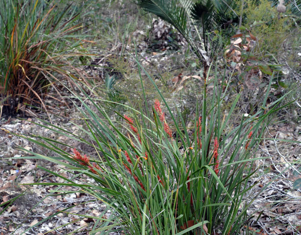 Anarthria scabra whole