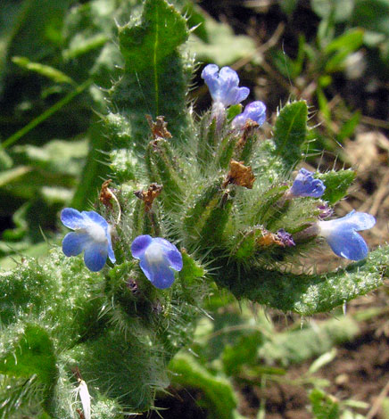 Anchusa arvensis flower