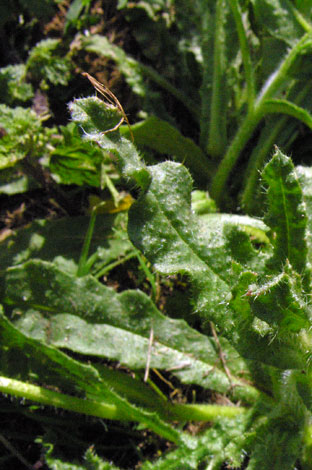 Anchusa arvensis leaf