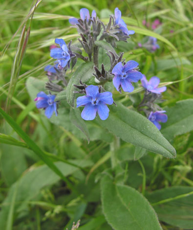 Anchusa azurea