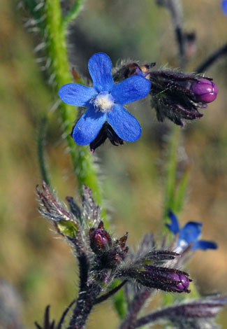 Anchusa azurea floret