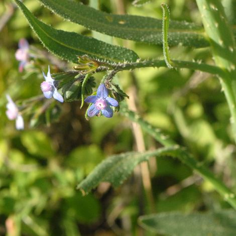 Anchusa strigosa close