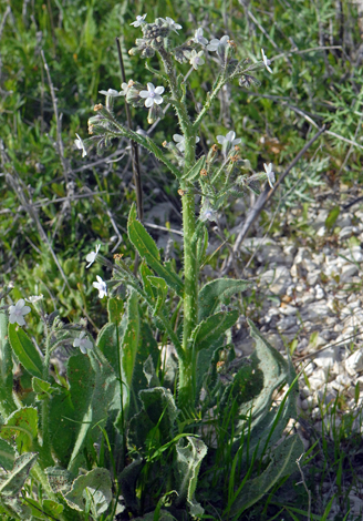 Anchusa strigosa whole
