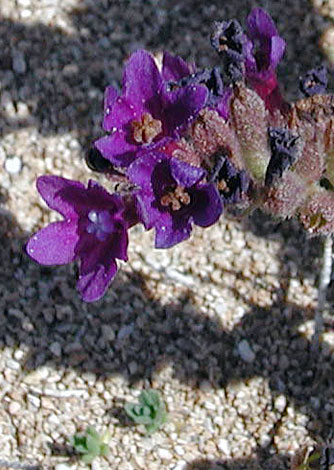 Anchusa undulata flower