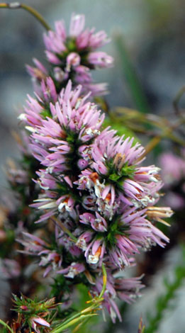 Andersonia caerulea close