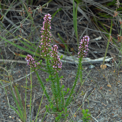 Andersonia caerulea whole