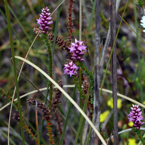 Andersonia simplex whole