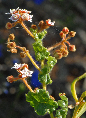 Androcalva guadichaudii close