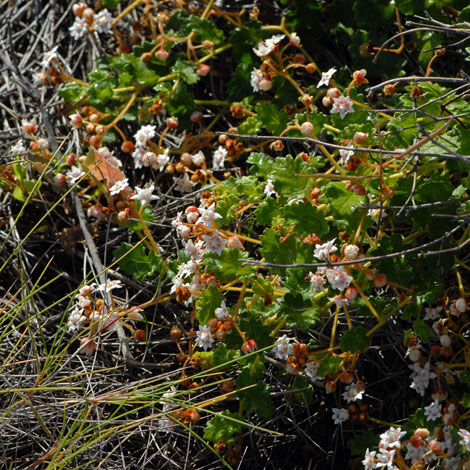 Androcalva guadichaudii whole