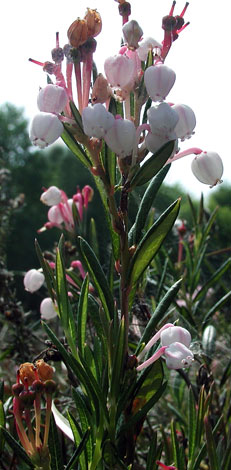 Andromeda polifolia under