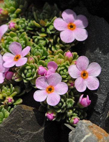 Androsace alpina whole