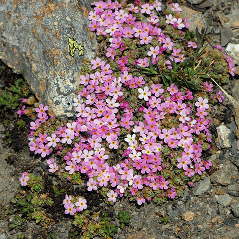 Androsace alpina whole