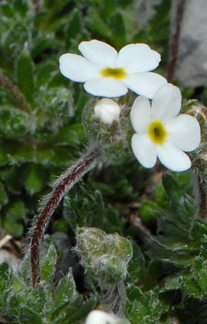 Androsace carnea close