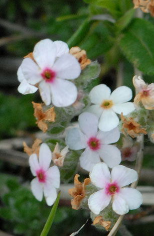 Androsace chamaejasme close