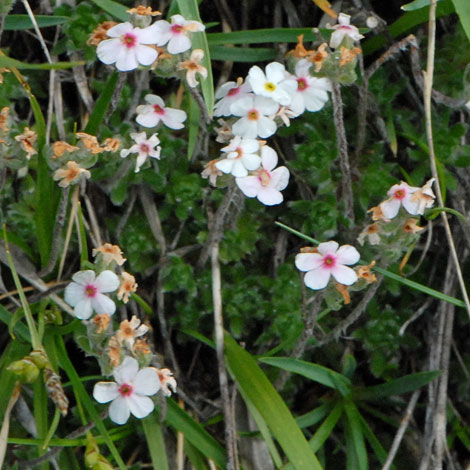 Androsace chamaejasme whole