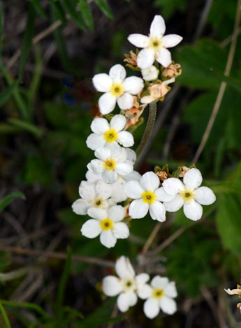 Androsace obtusifolia close