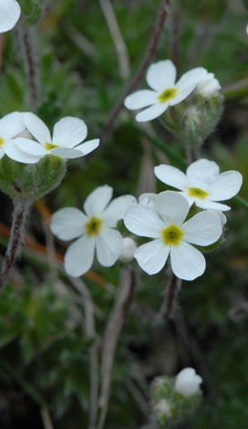 Androscae villosa close