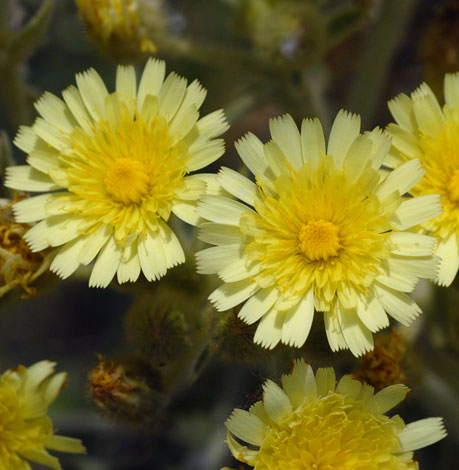 Andryala integrifolia flower