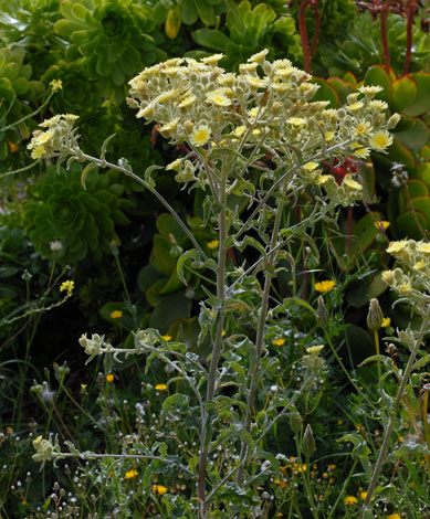 Andryala integrifolia whole