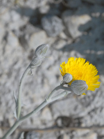 Andryala rugusina close