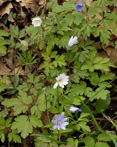 Anemone apennina whole