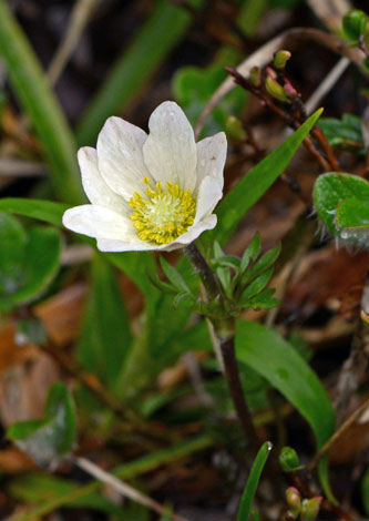 Anemone baldensis close