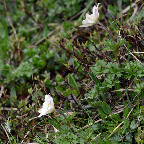 Anemone baldensis whole