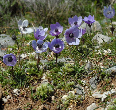 Anemone coronaria group