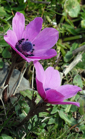 Anemone coronaria purple