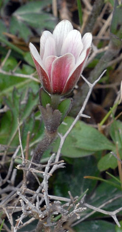 Anemone hortensis ssp heldreichii bud