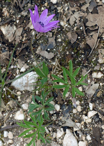 Anemone hortensis whole