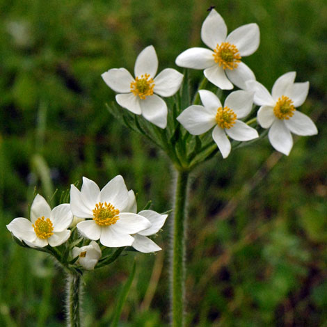 Anemone narcissiflora close