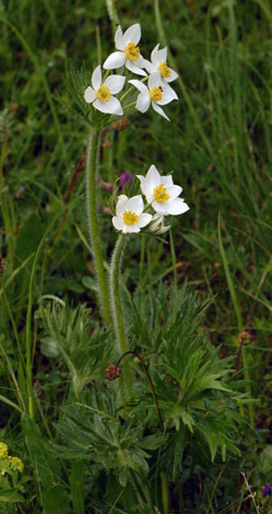 Anemone narcissiflora whole