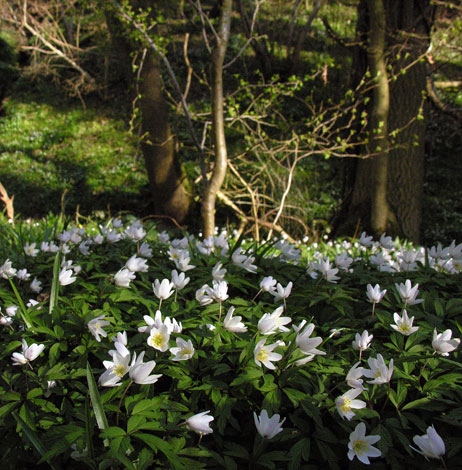 Anmone nemorosa whole