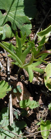 Anemone palmata whole