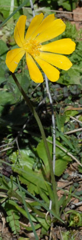 Anemone palmata whole