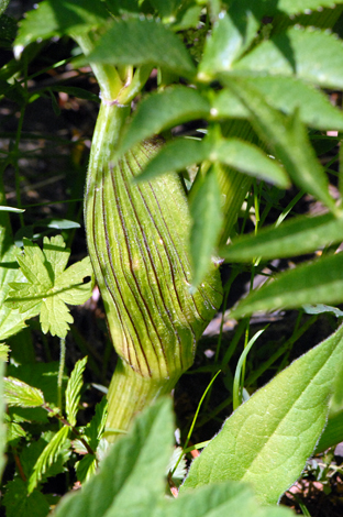 Angelica razulii sheath