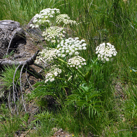 Angelica razulii whole