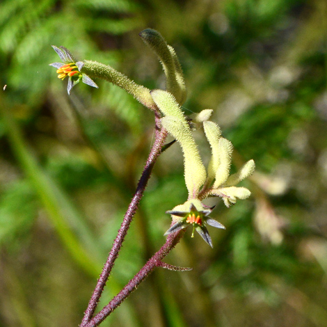 Anigozanthos flavidus close