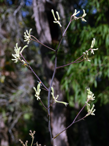 Anigozanthos flavidus whole