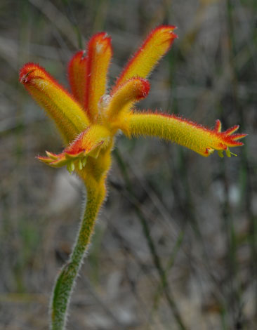 Anigozanthos humilis ssp humilis