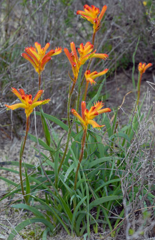 Anigozanthos humilis ssp humilis group