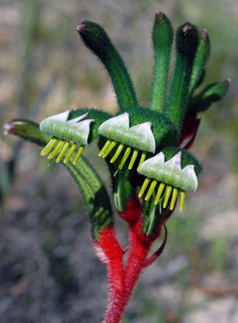 Anigozanthos manglesii