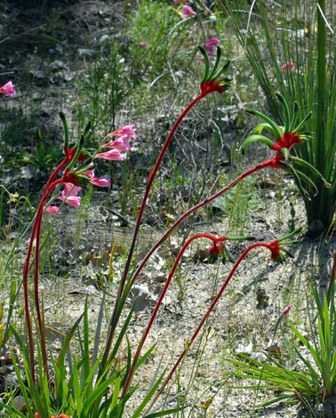 Anigozanthos manglesii group